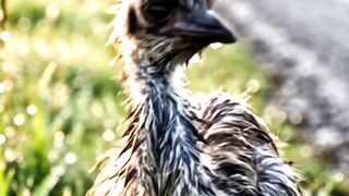 Rescue Baby Bird Turns Out To Be An Emu