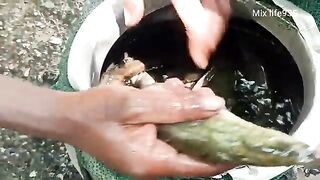 A wonderful technique for catching bait fish from within the water hyacinth..