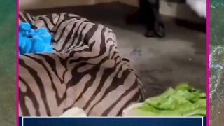 anaknya selamat