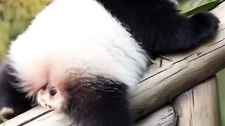 Cute Panda 3