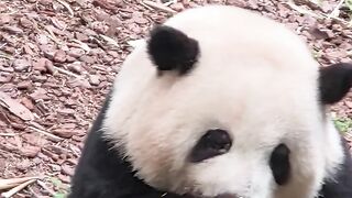 Cute Panda 4