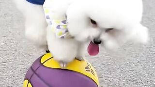 Cute Dog 19