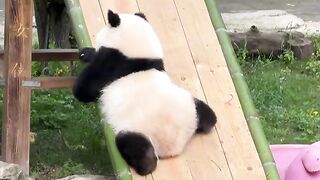 Funny Panda 4