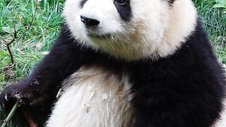 Cute Panda 5