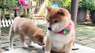Cute Dog 20