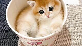 Funny Cat 91
