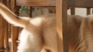 Puppy Hides Under the Table… Then Peeks Out With the Cutest Face! 🐶🥹❤️