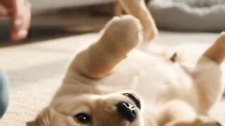 Puppy Falls Asleep Waiting for Belly Rubs… 🥹🐶❤️