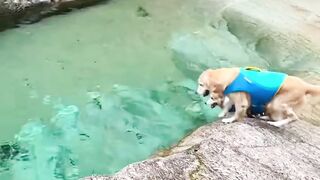 Two Dogs Race to Catch the Same Toy! 🐶💦