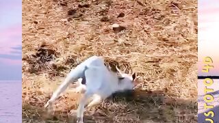 Alasan Kambing ini langsung pingsan saat dikagetkan😲 versi plustoto4d