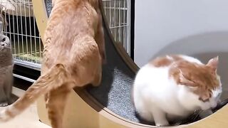 Funny Animals (Part 5)