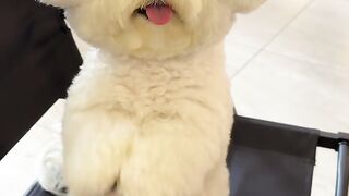 Sweet dog 2