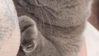 Funny Cat 92