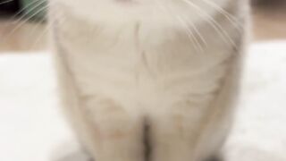 Funny Kitten 4