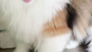 Funny Cat 93
