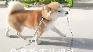 Funny Dog 25