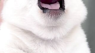 Sleepy dog 3