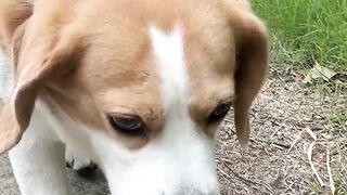 Funny Dog 26