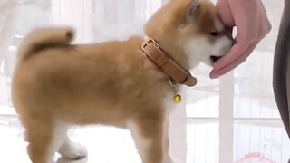 Cute puppy 9