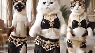 Funny cats dancer 🤣🤩🤣🤣 description of the latest