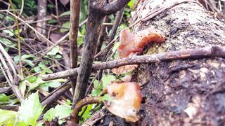wood ear mushroom