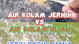 Air Bening vs Air Hijau Lebih bagus mana untuk budidaya lele❓