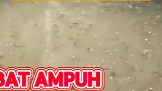 Hanya 28 ribuan kita dapat obat lele ampuh