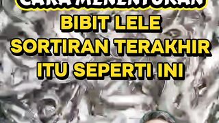 Bibit lele sortiran terakhir❗Begini cara menentukannya