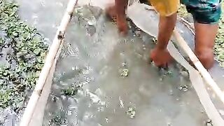 স্বাবলম্বী কৃষি খামারে মাছের পোনা চাষ।