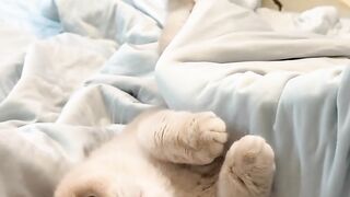 Lazy cat 4