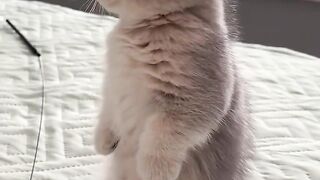 Cute kitten 27