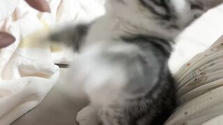 Cute Kitten 6