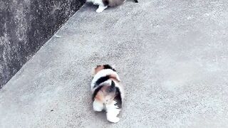 The cat is a nice color