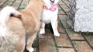 Cute puppy 10