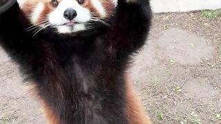 What animal ?