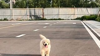 Nice fur