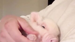 piglets 2