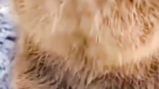 Are Quokkas Dangerous To Humans? #animals #quokka #australia
