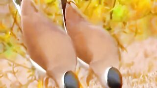 nice dance 3
