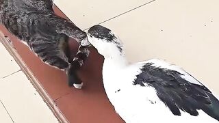 Cat Lovers (Part 6)