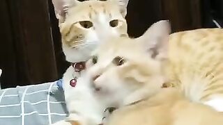 Funy cat 21