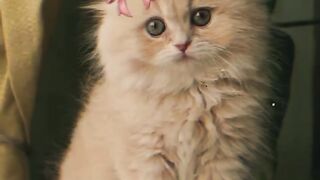 Cute cate 6