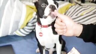 Funny Boston Terrier - Best Of The 2021 Funny Dog Videos - TRY NOT TO LAUGH!