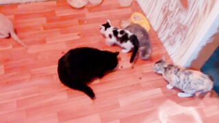 Приколы про кошек-Кошки пришел босс