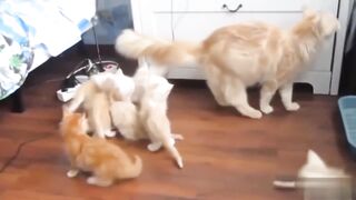 Приколы кошки