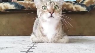 Приколы с кошками-Подборка приколов и животными.