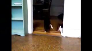 Приколы кошки из клуба домой.