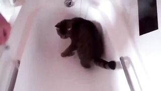 Приколы с котиками