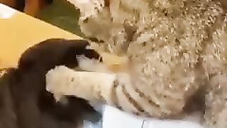 Кот делает массаж