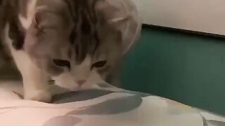 Funny Cat Reaction - Best Of The 2021 Funny Cat Videos - TRY NOT TO LAUGH!